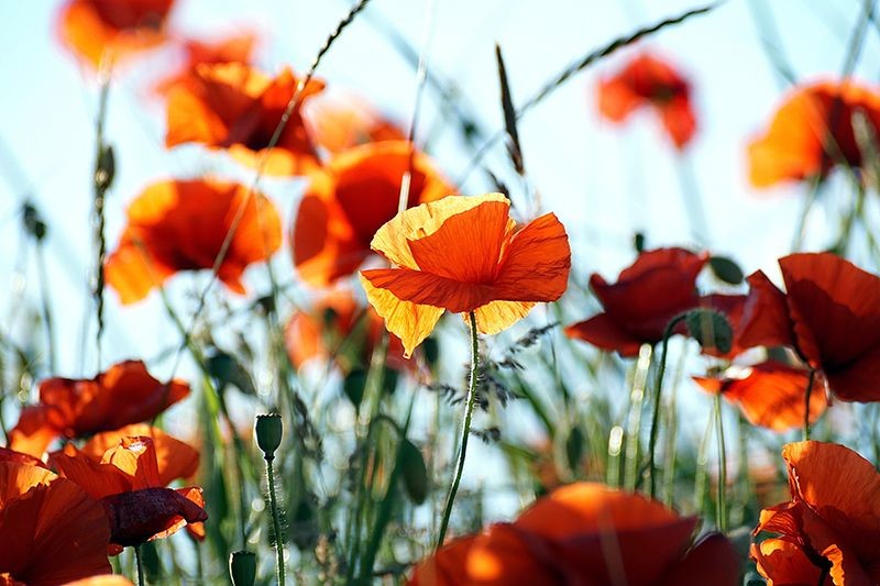 Poppy day
